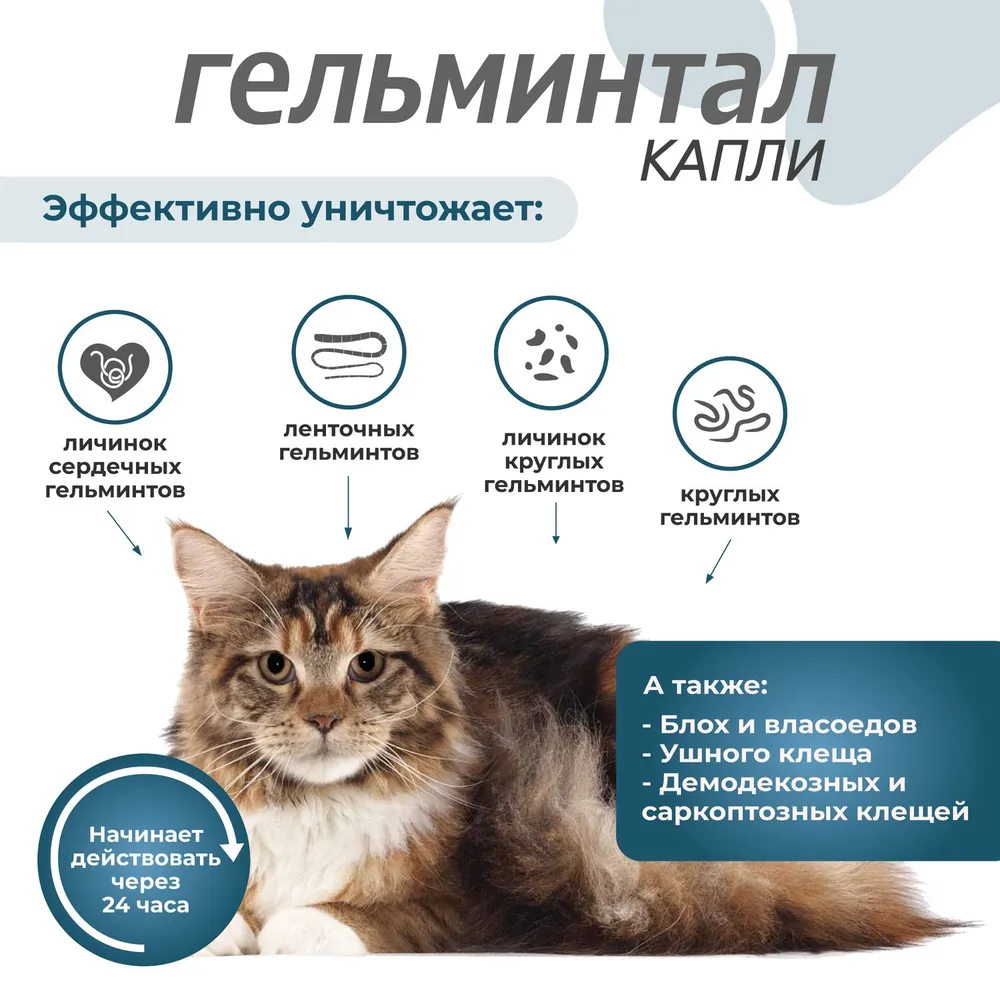 Гельминтал К Spot-on (3пип) капли на холку от блох, клещей и глистов для  кошек и котят от 4-10кг (ЛИЦЕНЗИЯ) , купить оптом в Москве, цена,  характеристики, описание - Симбио - ЗооЛэнд