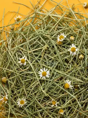 Сено (Little One) Горное с ромашкой 0,4кг для грызунов фото