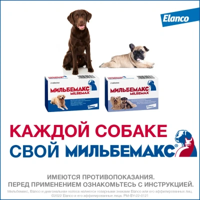 Мильбемакс (Elanco) 2таб. антигельминтик для собак более 5кг, 1таб./5-25кг (ЛИЦЕНЗИЯ) фото Мильбемакс (Elanco) 2таб. антигельминтик для собак более 5кг, 1таб./5-25кг (ЛИЦЕНЗИЯ) фото