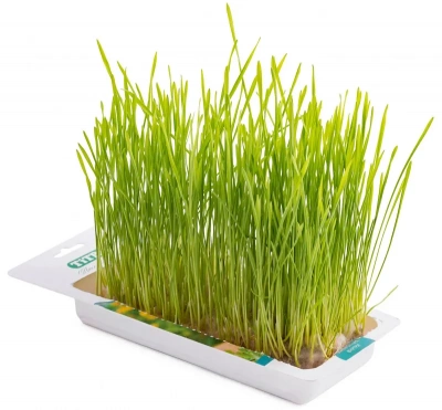 TiTBiT трава для кошек пшеница фото