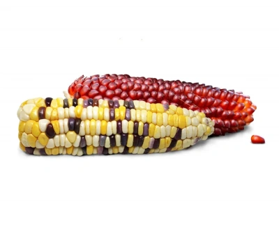 Little One 0,13кг  Мини кукуруза  лакомство для грызунов фото