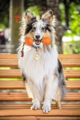 Гантель (Doglike) канатная средняя (желтый-зеленый-красный) фото