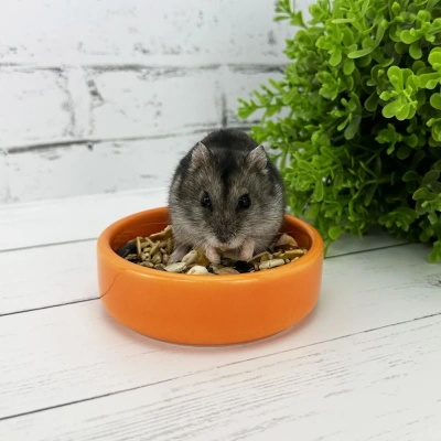 Миска (Triol) керамическая CB01 Апельсин 0.1л фото Миска (Triol) керамическая CB01 Апельсин 0.1л фото