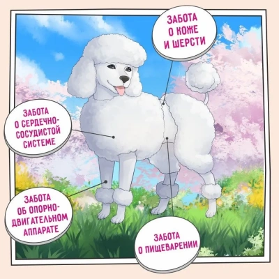 ZILLII (Зилли) Dog Adult 15кг белая рыба и лосось сухой для собак (350587) фото ZILLII (Зилли) Dog Adult 15кг белая рыба и лосось сухой для собак (350587) фото