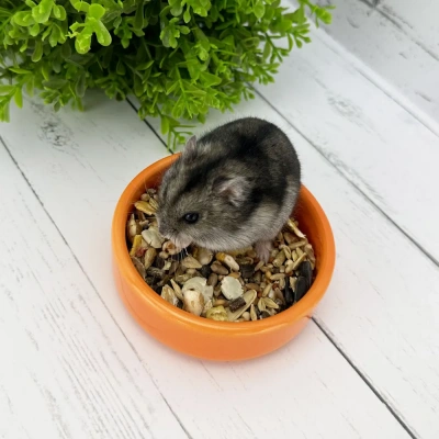 Миска (Triol) керамическая CB01 Апельсин 0.1л фото Миска (Triol) керамическая CB01 Апельсин 0.1л фото