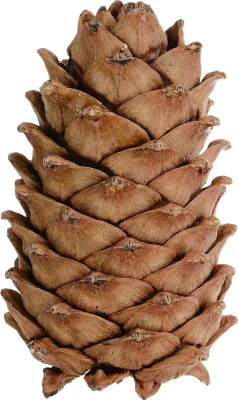 Little One 0,05кг лакомство-игрушка Кедровая шишка для грызунов (1шт) фото