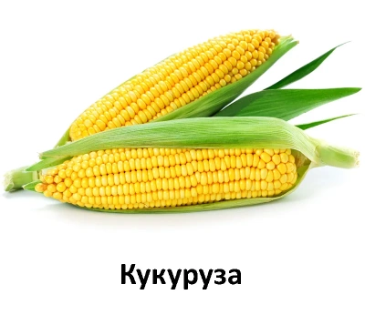 Farmina (Фармина) Fun Dog Lamb 10кг сухой корм для взрослых собак всех пород с ягненком (9204) фото