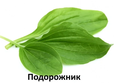  Alleva Holistic Puppy 2кг океаническая рыба, конопля, алое, сухой корм для щенков крупных пород (Р00228) фото