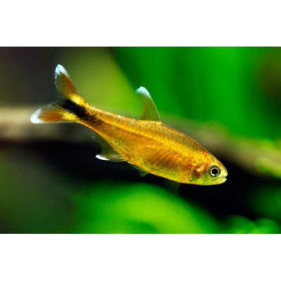 Тетра Медная (Хасемания), 2см фото