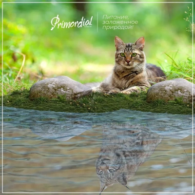 Primordial 0,4кг индейка, сельдь с МКБ беззерновой сухой для котят (011171) фото
