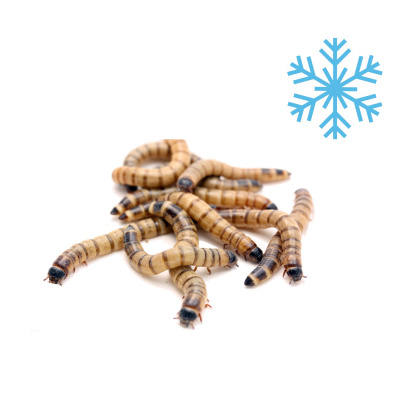 Онто (Onto) 0,04кг Зофобас консервированный фото Онто (Onto) 0,04кг Зофобас консервированный фото